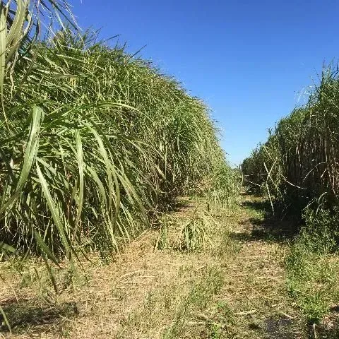 thumbnail for publication: Production of Biofuel Crops in Florida: Sugarcane/Energy Cane